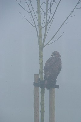 BUITEN BEELD Foto: 171677