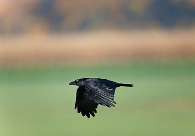 BUITEN BEELD Foto: 171708