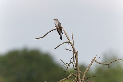 BUITEN BEELD Foto: 171714