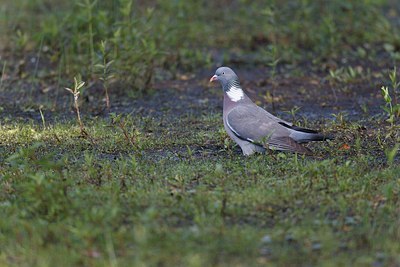 BUITEN BEELD Foto: 171723