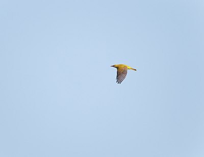 BUITEN BEELD Foto: 171724