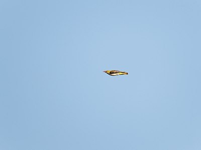 BUITEN BEELD Foto: 171725