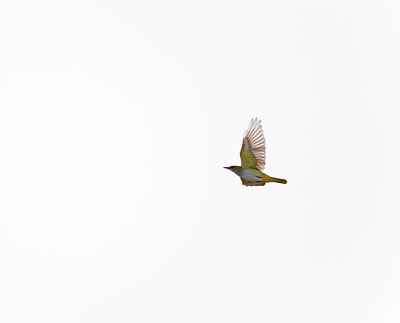 BUITEN BEELD Foto: 171729