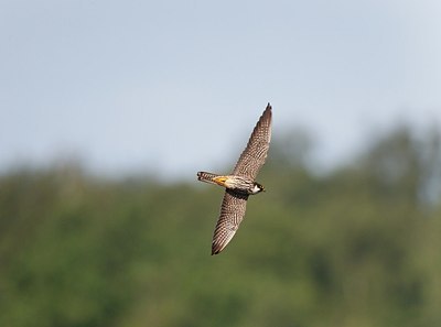 BUITEN BEELD Foto: 171736