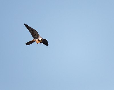 BUITEN BEELD Foto: 171743