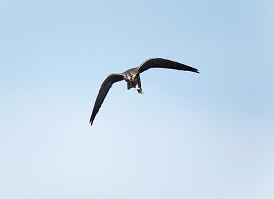 BUITEN BEELD Foto: 171747