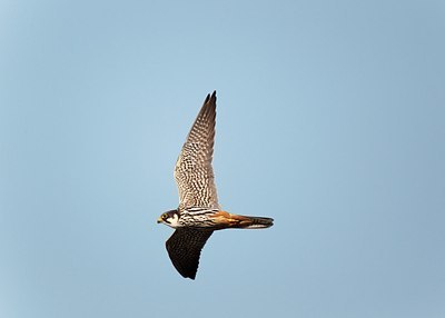BUITEN BEELD Foto: 171751