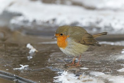 BUITEN BEELD Foto: 171768
