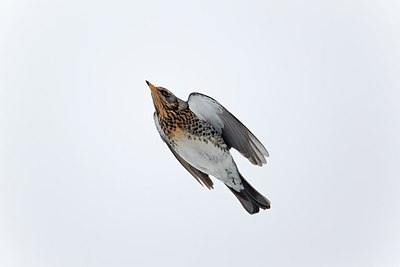 BUITEN BEELD Foto: 171770