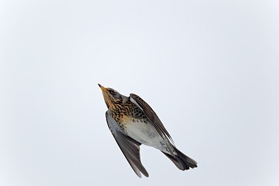 BUITEN BEELD Foto: 171771