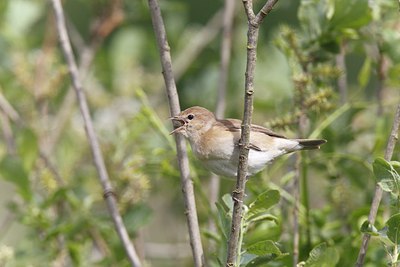 BUITEN BEELD Foto: 171777