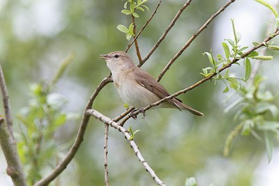 BUITEN BEELD Foto: 171780