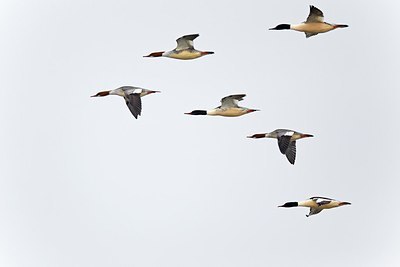 BUITEN BEELD Foto: 171785