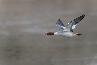 BUITEN BEELD Foto: 171787