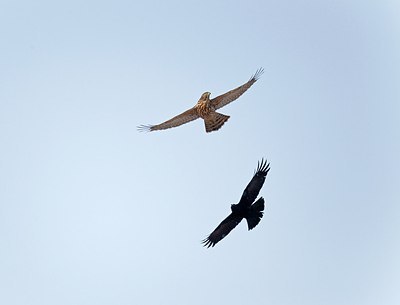BUITEN BEELD Foto: 171791