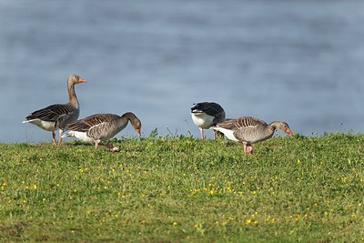 BUITEN BEELD Foto: 171810