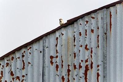 BUITEN BEELD Foto: 171843