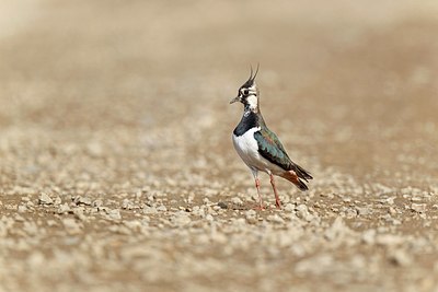 BUITEN BEELD Foto: 171844