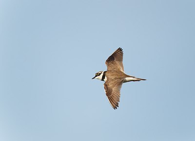 BUITEN BEELD Foto: 171848