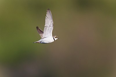 BUITEN BEELD Foto: 171849