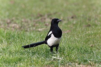 BUITEN BEELD Foto: 171851