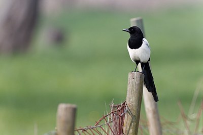 BUITEN BEELD Foto: 171853
