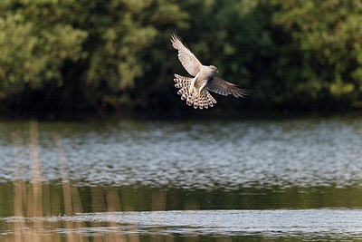 BUITEN BEELD Foto: 171859