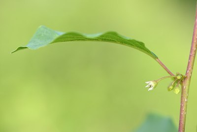 BUITEN BEELD Foto: 171877