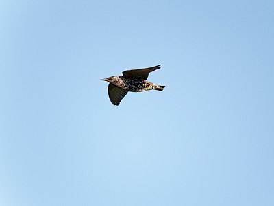BUITEN BEELD Foto: 171878