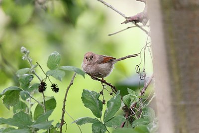 BUITEN BEELD Foto: 171885