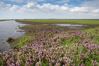 BUITEN BEELD Foto: 172013