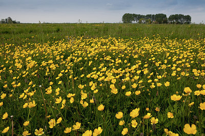 BUITEN BEELD Foto: 172087