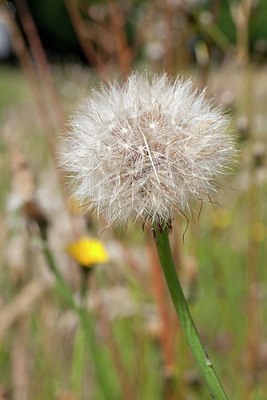 BUITEN BEELD Foto: 172172