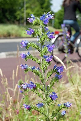 BUITEN BEELD Foto: 172192