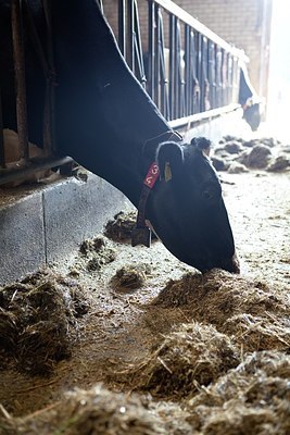 BUITEN BEELD Foto: 172202
