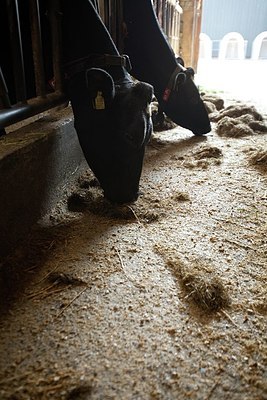 BUITEN BEELD Foto: 172204
