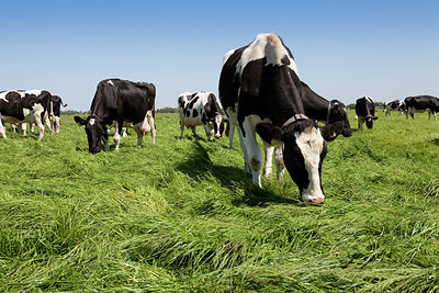 BUITEN BEELD Foto: 172217