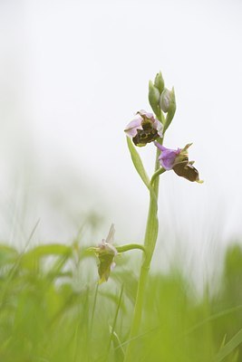 BUITEN BEELD Foto: 172322