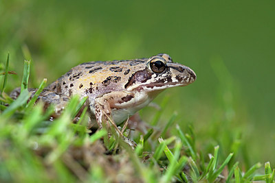 BUITEN BEELD Foto: 172381
