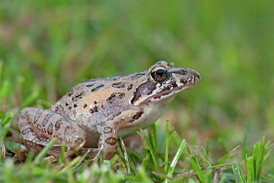 BUITEN BEELD Foto: 172384