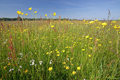 BUITEN BEELD Foto: 172386