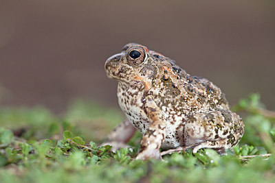 BUITEN BEELD Foto: 172436