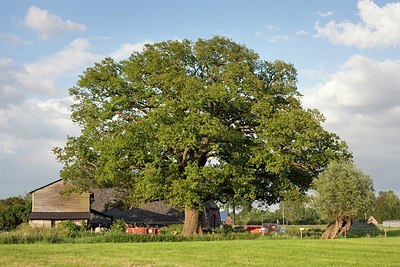 BUITEN BEELD Foto: 172454