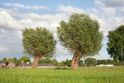BUITEN BEELD Foto: 172455