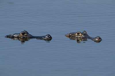 BUITEN BEELD Foto: 172597