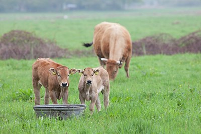 BUITEN BEELD Foto: 172604