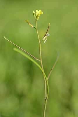 BUITEN BEELD Foto: 172637
