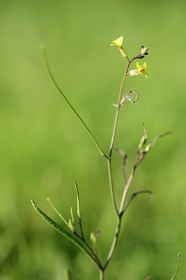 BUITEN BEELD Foto: 172641