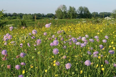 BUITEN BEELD Foto: 172666