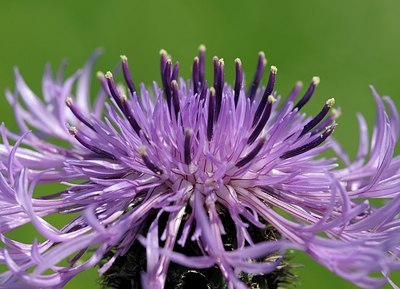 BUITEN BEELD Foto: 172670